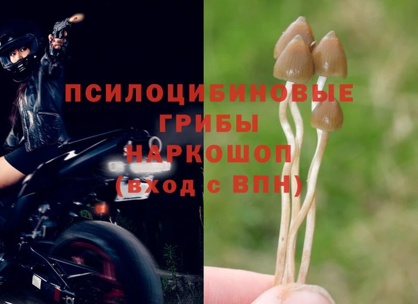 прущие грибы Горняк